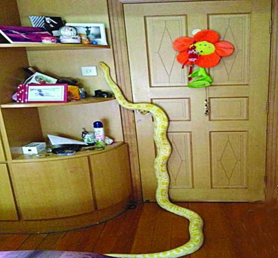 一纸寻蛇启事,原来,小区一位年轻女子养了一条3米多长9岁大的黄金蟒蛇