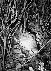 �����̻����������