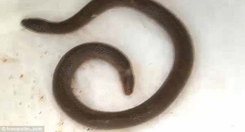 ����С���������˸�����һ��ͷ