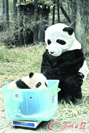 工作人员穿着伪装服为熊猫量体重。 工作人员穿着伪装服为熊猫量体重。