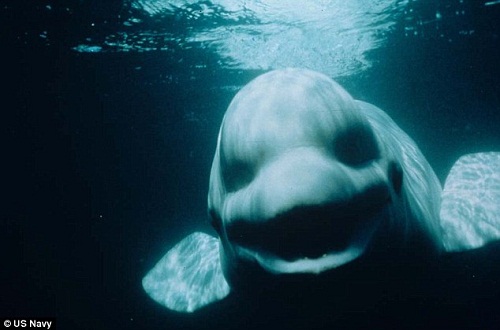 �׾���ŵ�ˡ�