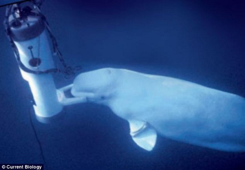 �о���ԱΪ��ŵ�ˡ�¼��