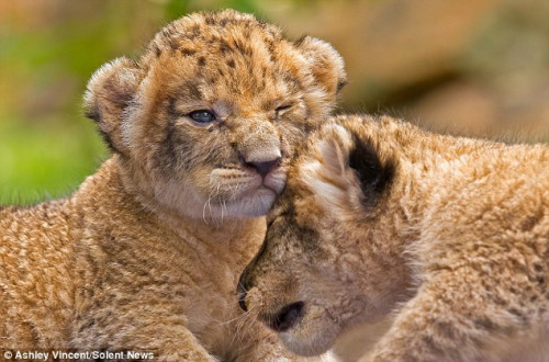 ���׵�Сʨ���໥������һ��