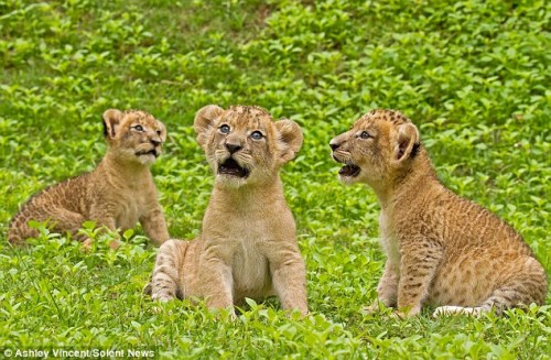 Сʨ���ڶ���԰��ɹ̫����