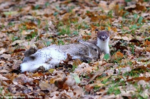 ����20����ӵĲ�����������Ұ��ɱ����