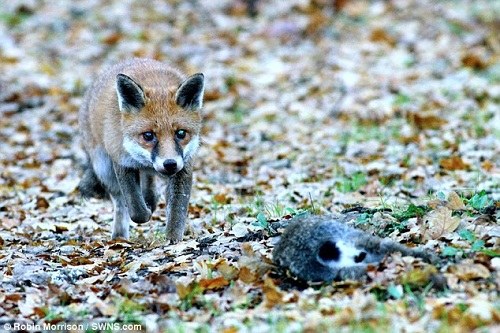 һֻͻȻ���ֵĺ��궢����Ұ�á�