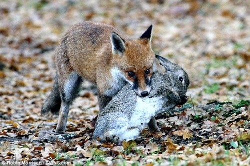 ��ֻ������������ذ�Ұ�õ��ߣ�С����ʹʧ���͡�