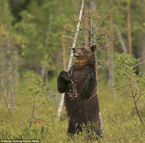 两米高棕熊用树枝搓背擦脸留气味 场面搞笑(图)
