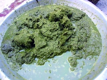 ②"牛粪"其实叫"牛瘪"