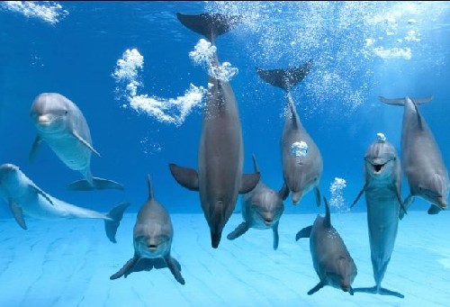 会吹泡泡的海底精灵——宽吻海豚