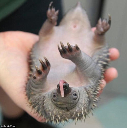 澳大利亚动物园降生针鼹宝宝 长相似小刺猬(图)(4)