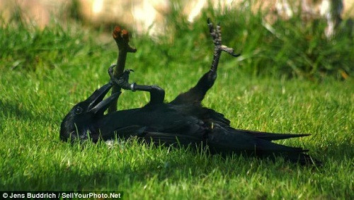 �¹�һֻ��ѻƽ���ڵ���������ľ��