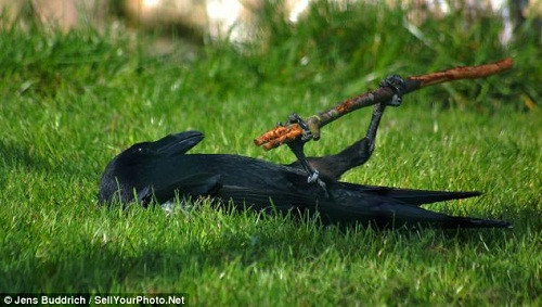 ר�ҳƶ�ѻ��һ�ַǳ�����ˣ������