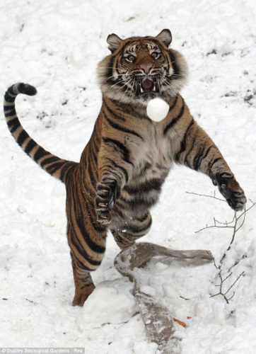老虎咧嘴直身猛扑空中雪球。 老虎咧嘴直身猛扑空中雪球。