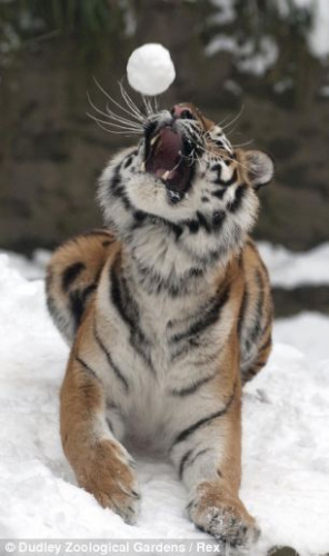 �ϻ��ſ����죬��ͼҧס���е�ѩ��