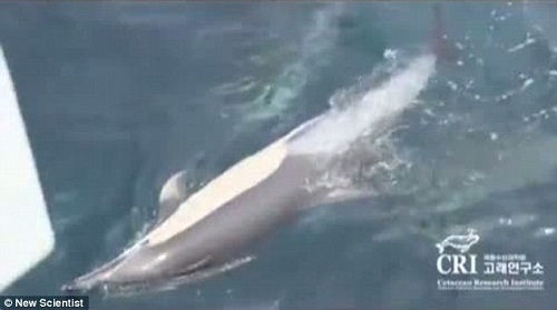 ���˴ƺ������޷�������Ӿ