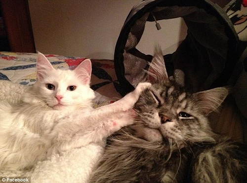 ��˹����������һֻè��ĺ�Ӱ