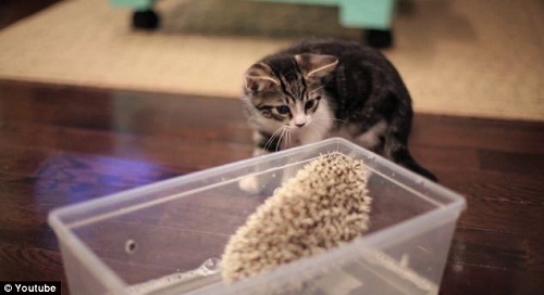 Сè�����������ӽ���⬱���