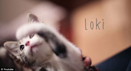 Сè���צ�ӣ���̽С���