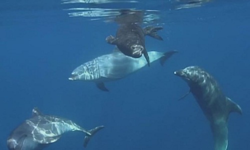 海豚家庭援救小海豹 海豚家庭援救小海豹
