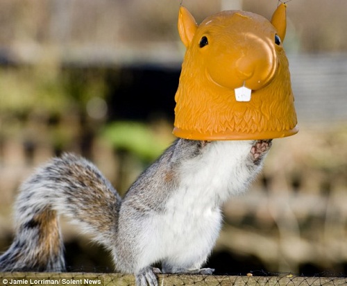 �����Դ����ιʳ�������Ӿ����Ǵ��������