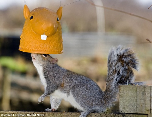 ����ӽ�ιʳ��