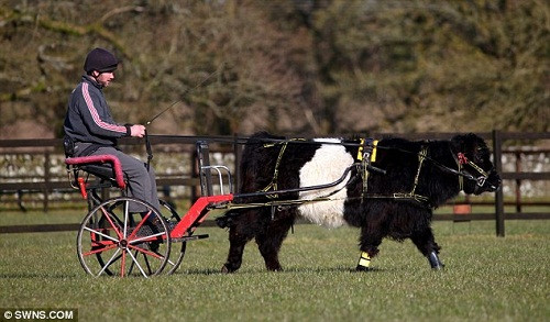 �����١���С�����ݶӵ�������Ա