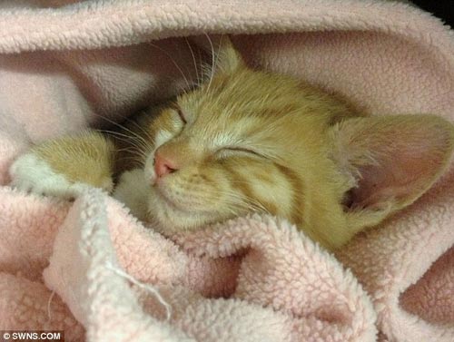 ���ܴ��è������˹