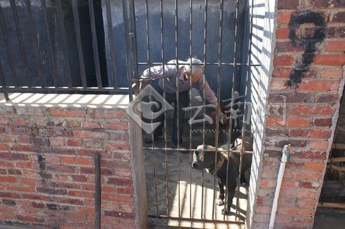 偌大的狗场现在只有一个老人在照管 ▼ 偌大的狗场现在只有一个老人在照管 ▼