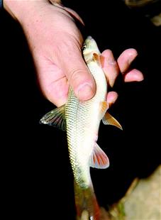 湖北郧县崖洞飞出多鳞白甲鱼 集体出洞为交配繁殖