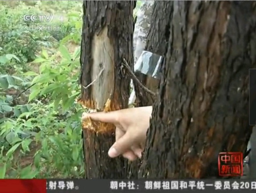 10式狙击步枪一枪打断树木 10式狙击步枪一枪打断树木