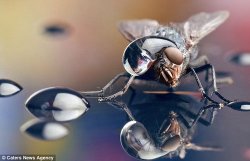 ��Ӱʦ��ͷ�²�Ӭ����ˮ�εĻ��档