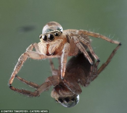 ��Ӱʦ�ĵ�֩��ͷ��ˮ�εĻ��档