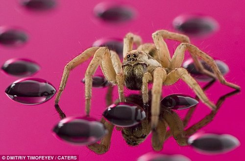 ��Ӱʦ��׽֩������ˮ�εĻ��档