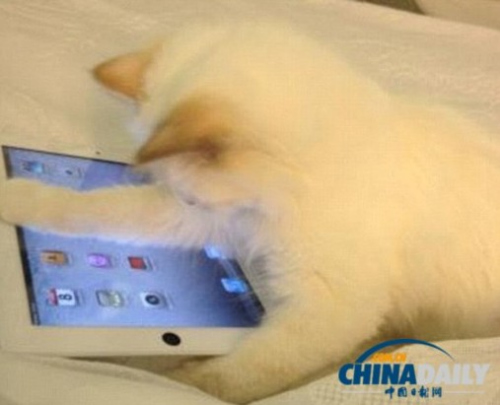 ���������Լ��������˺ź�һ��ר��iPad