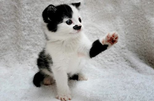 小猫 小猫