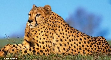 û�����Ա�