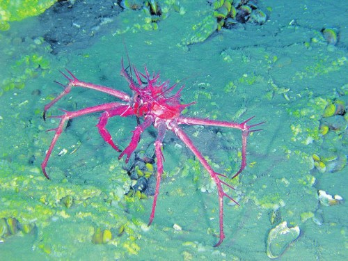 同济大学海洋与地球科学学院教授周怀阳到达海底冷泉区实地观察作业