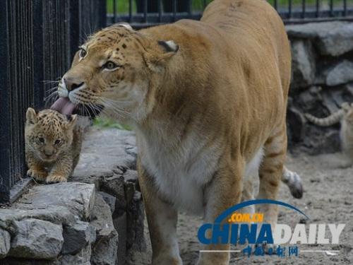 �����������һֻһ���´��ʨʨ������