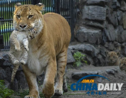 ʨ����������β��µ���ֻʨʨ�����Ǵ���