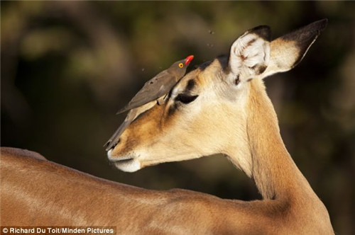 ţ����ڲ�׽����ͷ���ķɳ档