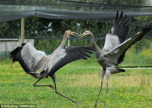 ����ŭ�Ĵ��񡱲ݵض���