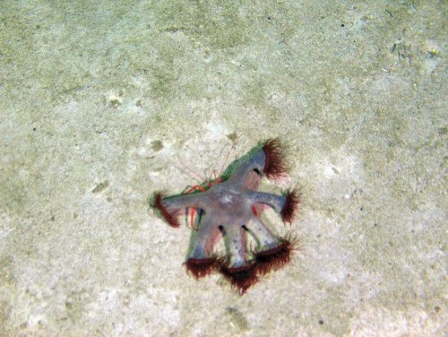 海葵与寄居蟹 海葵与寄居蟹