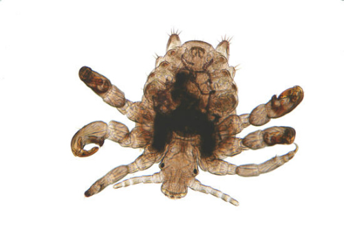 ���������֮һ������ʭ