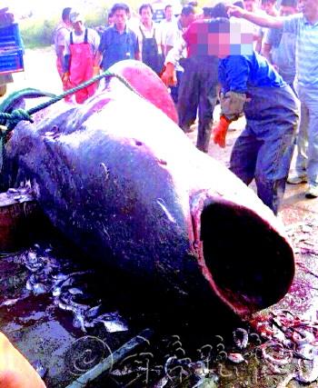 11��,�����ɽ�������ٴβ�����һ������,��ר��ͼƬ��������,�����Ǿ��衣��(����΢�����ѹ�ͼ)