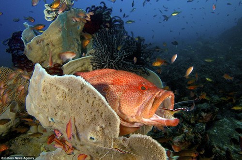 ���Ϻ���������ϵļ�����Ϊʳ��