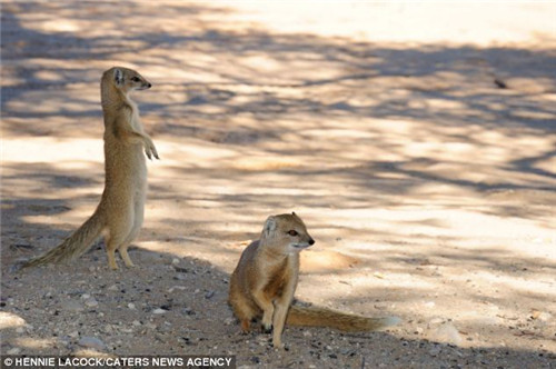 ����è��������һ����һ����峤�ܴﵽ50�������ҡ�