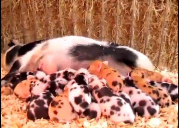 ��ͷ��Ϊ����������ĸ���������ꡣ