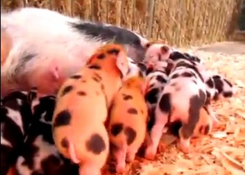 ����������Ϊһ�β��̹��࣬�޷�ȫ����ĸ�鲸�����̡�