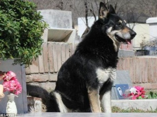 德国牧羊犬“队长”守在主人坟前。 德国牧羊犬“队长”守在主人坟前。